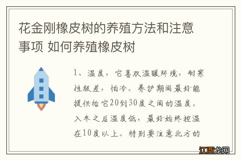 花金刚橡皮树的养殖方法和注意事项 如何养殖橡皮树