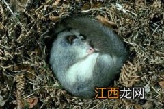 睡鼠冬眠吗