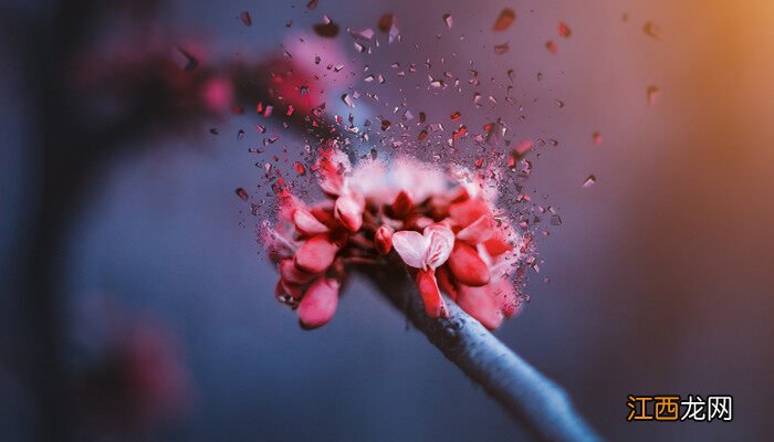 摘下来的花瓣怎样保存不会坏 摘下来的花瓣怎样保存