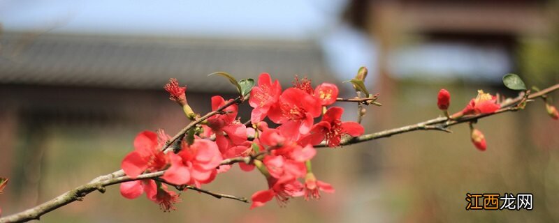 一月到十二月每月开什么花 一月到十二月开什么花