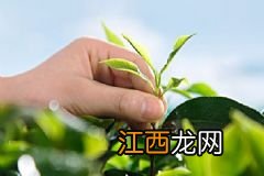 女人离不开的抗衰食物有哪些？女人保持年轻吃什么食物好？