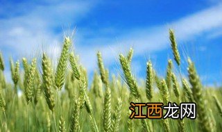 农民种植小麦的正确方法 农民种植小麦的过程