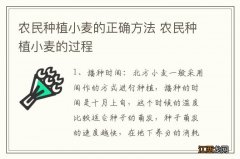 农民种植小麦的正确方法 农民种植小麦的过程