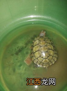 家养乌龟一天喂几次