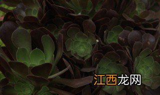 法师花的种植方法 黑法师的养殖方法