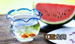 虾虎怎么养 枝桠虾虎怎么养