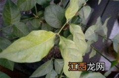 茉莉花叶子发黑怎么办