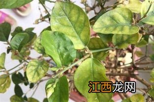 茉莉叶子黄了怎么回事