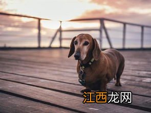 腊肠犬多大不会调皮