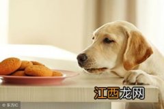 狗狗能吃糯米吗