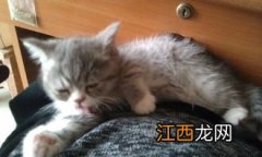 猫放屁很臭怎么办