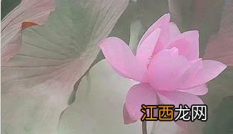 随缘的唯美句子