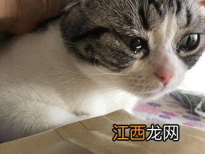 猫有泪痕是什么问题