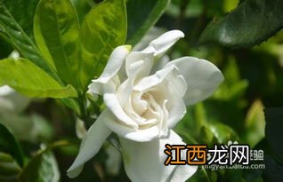 栀子花春天的养殖方法和注意事项