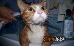 给猫洗澡的正确方法