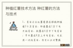 种植红薯技术方法 种红薯的方法与技术