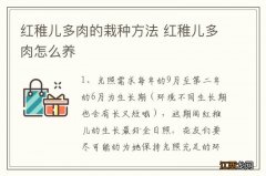 红稚儿多肉的栽种方法 红稚儿多肉怎么养