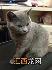 猫一年发情几次