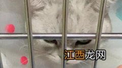 猫可以吃普通薄荷吗