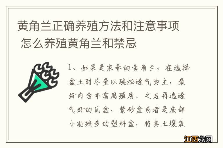 黄角兰正确养殖方法和注意事项 怎么养殖黄角兰和禁忌