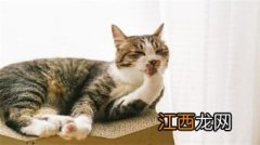 猫几个月可以吃干粮