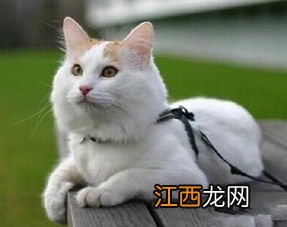 土耳其梵猫吃什么