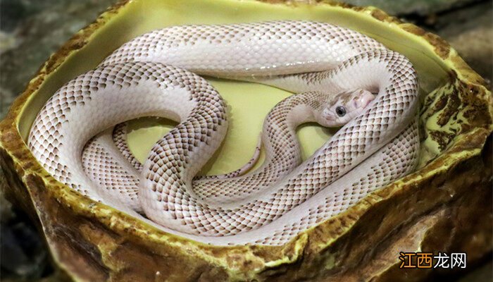 蛇的种类名称及图片 蛇的种类