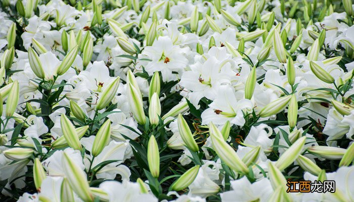 百合花发朋友圈配语 百合花开的寓意