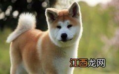 秋田犬适合家养吗