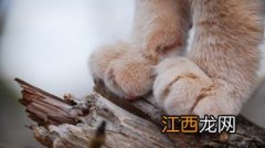 猫的爪子为什么不让按