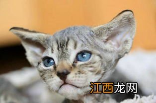 幼猫多大可以洗澡