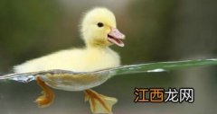 鸭子吃什么下蛋多