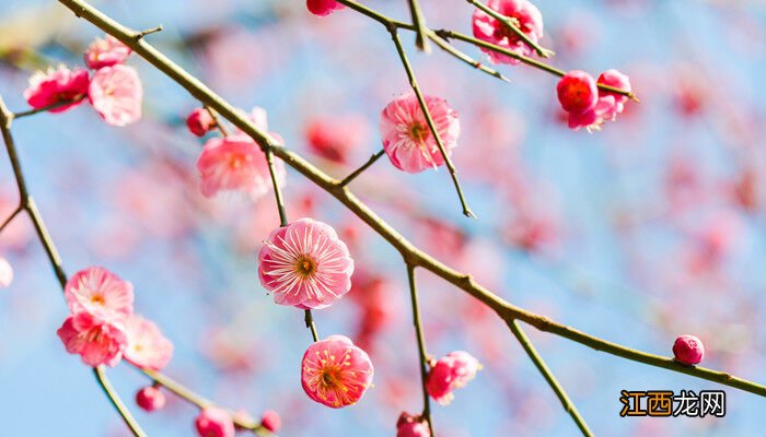 白色雀梅的花语和寓意是什么 白色雀梅的花语和寓意