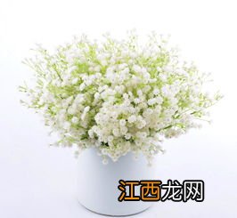 不同颜色满天星花语