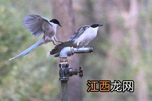 灰喜鹊吃什么