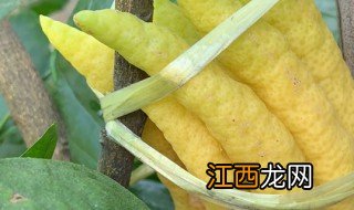 种佛手瓜的方法 佛手瓜怎么种植