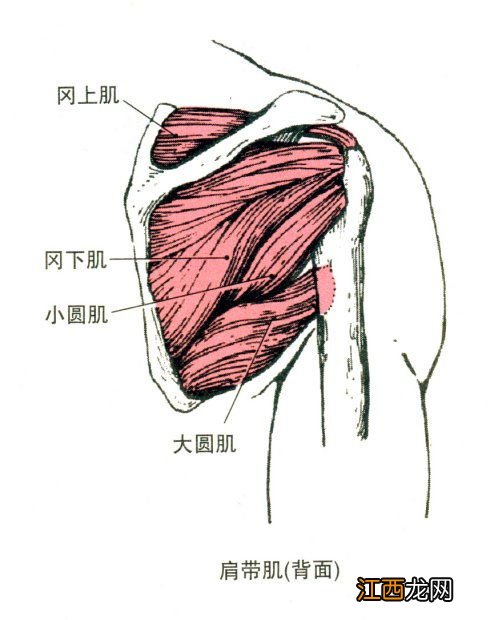 肩胛骨是什么位置