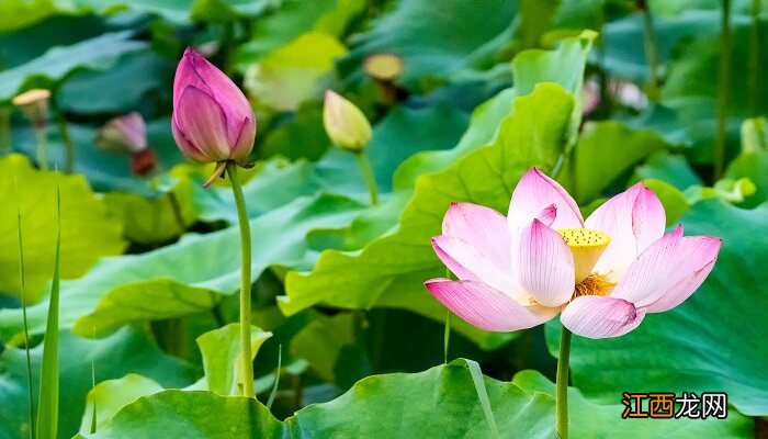 芙蕖是什么花的别称 芙蕖是什么花