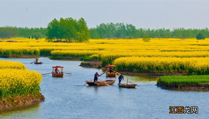 油菜花特性 油菜花的习性