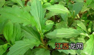 马兰头种植方法和时间 马兰头种植方法