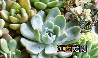 多肉叶子种植方法 多肉叶子种植方法图解