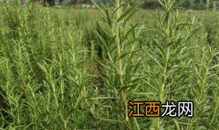 香草种植方法和注意事项 香草种植方法