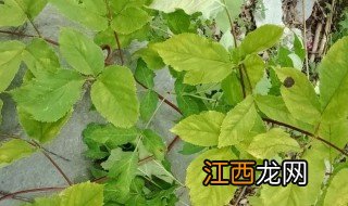 独活的种植方法 独活的种植方法是什么