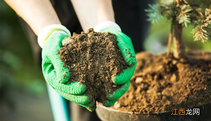 种植苍术用什么肥料好 种植苍术用什么肥料