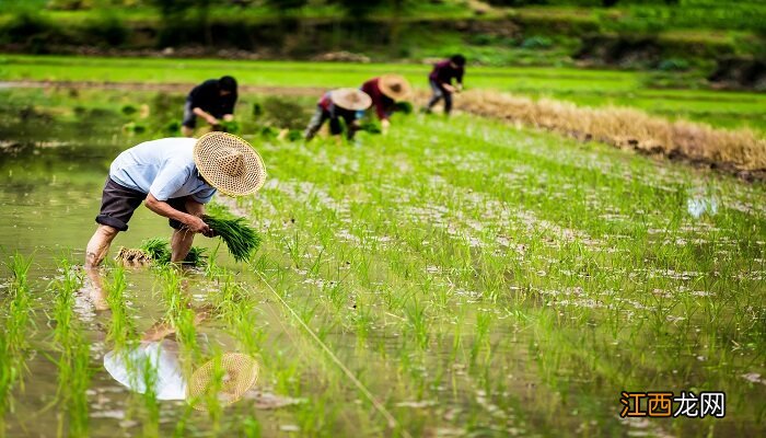 菜子油渣做肥料如何使用 菜子油渣做肥料