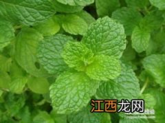 什么植物能驱蚊子