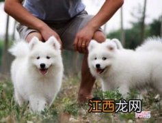 吉娃娃几个月算成犬