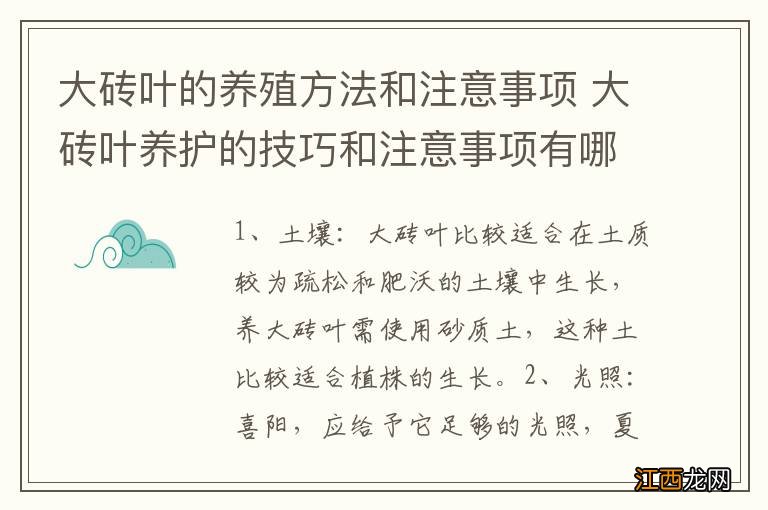 大砖叶的养殖方法和注意事项 大砖叶养护的技巧和注意事项有哪些