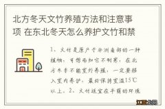 北方冬天文竹养殖方法和注意事项 在东北冬天怎么养护文竹和禁忌有哪些