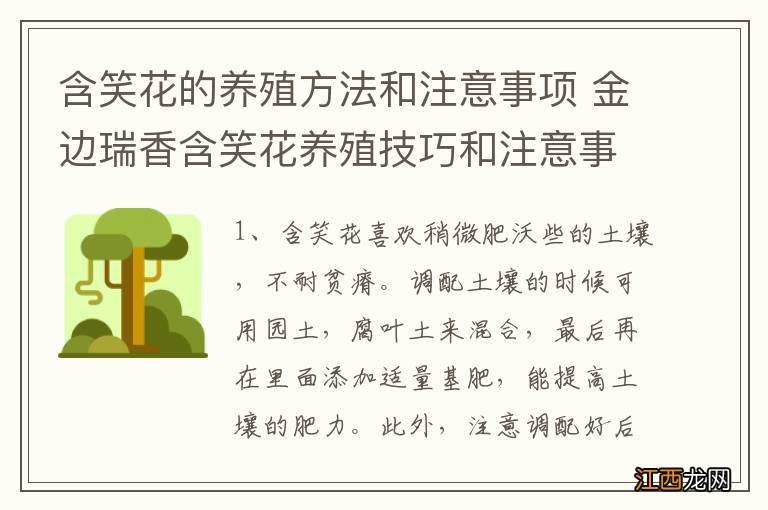 含笑花的养殖方法和注意事项 金边瑞香含笑花养殖技巧和注意事项介绍